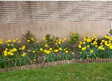 Spring Flowers